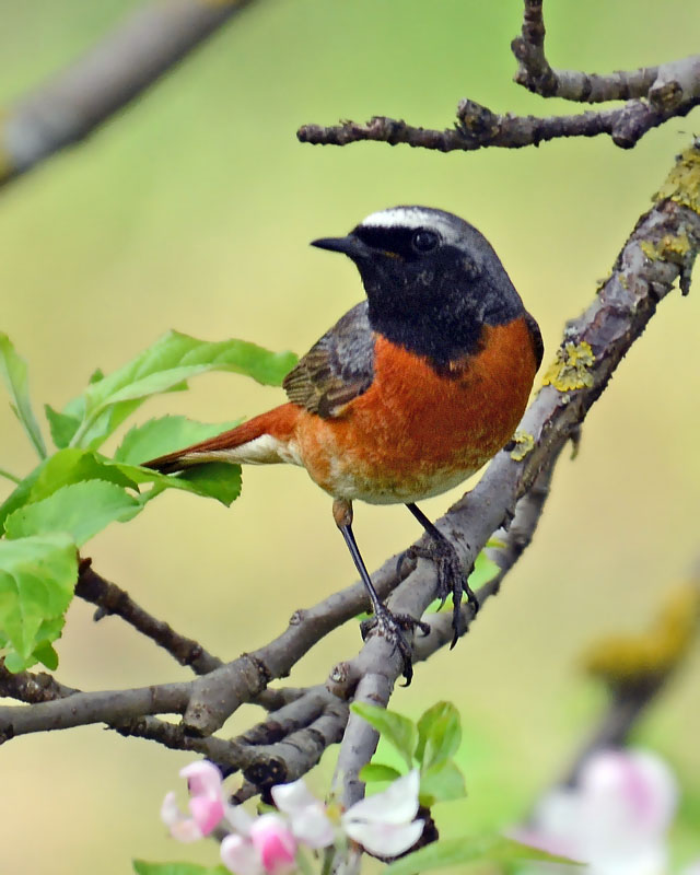 Una famiglia prolifica